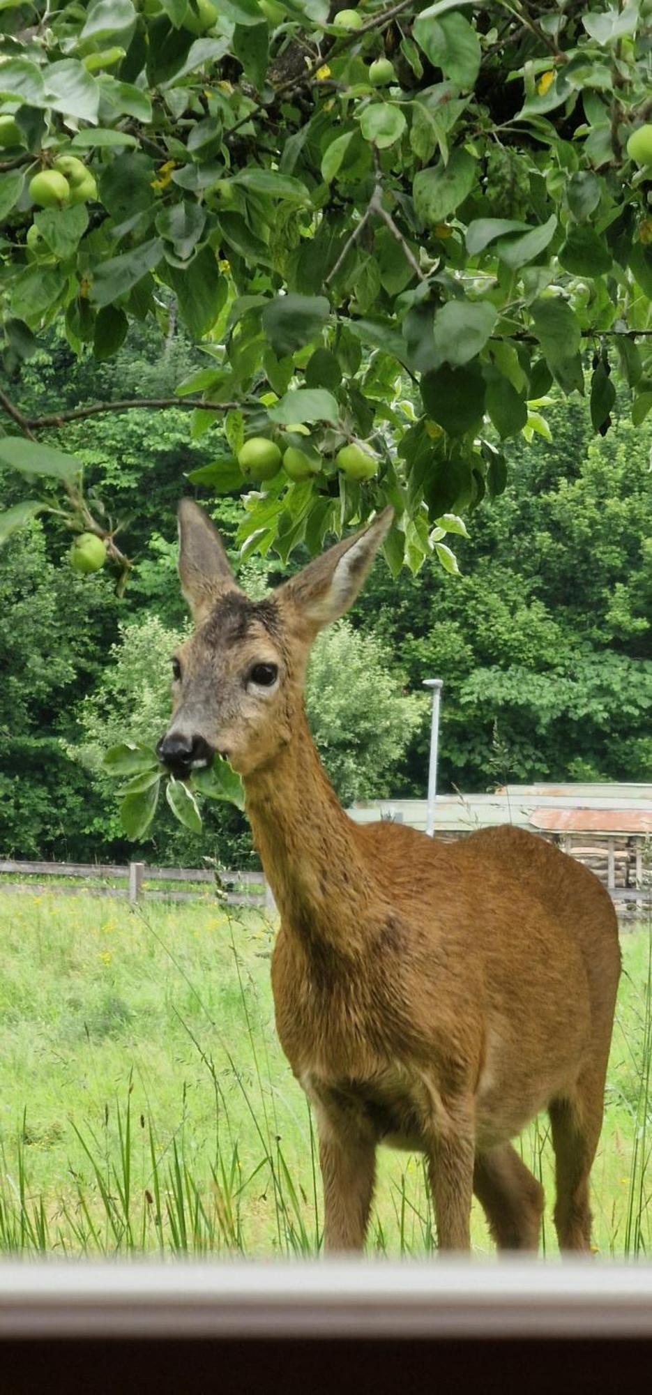 Ferienwohnung Springl Schönau am Königssee المظهر الخارجي الصورة